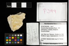 Foto (Objekt + Etiketten) von Goniodromites bidentatus (Reuss, 1858) 